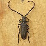 Prosphilus species